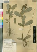Paratype of Tephrosia dasyphylla [family FABACEAE]
