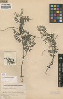 Filed as Indigofera setiflora Baker [family FABACEAE]