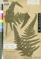 Paratype of Lonchitis crenata Alston [family DENNSTAEDTIACEAE]