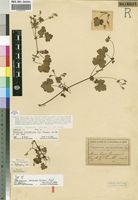 Type of Pelargonium mossambicense Engl. [family GERANIACEAE]