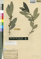 Isotype of Dichapetalum venenatum Engl. & Gilg [family DICHAPETALACEAE]