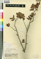 Isotype of Memecylon sessilicarpum A.Fern. & R.Fern. [family MELASTOMATACEAE]