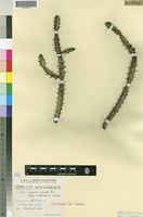 Paratype of Euphorbia griseola Pax subsp. mashonica Leach [family EUPHORBIACEAE]