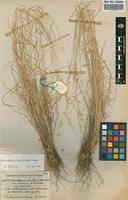 Type of Arrhenatherum erianthum B.R. var. montanum R. Fernandes [family POACEAE]