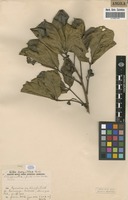 Filed as Vitex caespitosa Exell [family VERBENACEAE]