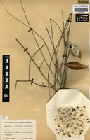 Orthanthera albida in Global Plants on JSTOR