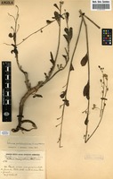 Filed as Talinum portulacifolium (Forssk.) Asch. ex Schweinf. [family PORTULACACEAE]