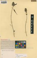 Lectotype of Dicliptera carvalhoi Lindau [family ACANTHACEAE]