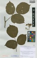 Isoparatype of Rubus hypomalacus Focke subsp. mucronatiformis Sud. [family ROSACEAE]