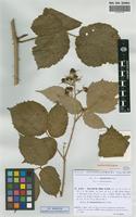 Isolectotype of Rubus micans Godr. & Gren. microgene microgene micantiformis Sud. [family ROSACEAE]