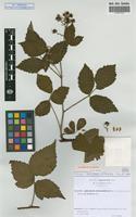 Isolectotype of Rubus infestus Weihe ex Boenn. microgene microgene holochlous Sud. [family ROSACEAE]