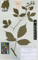 Isolectotype of Rubus schleicheri Weihe ex Tratt. [family ROSACEAE]