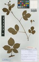 Isolectotype of Rubus nitidus Weihe & Nees subsp. integribasis (P.J.Mull. ex Boulay) Boulay [family ROSACEAE]