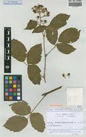 Isolectotype of Rubus sprengelii Weihe subsp. ninckii Sud. [family ROSACEAE]