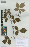 Isolectotype of Rubus alterniflorus P.J.Mull. & Lefevre subsp. sueviacus Sud. [family ROSACEAE]