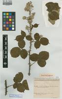 Lectotype of Rubus adrienii Sud. [family ROSACEAE]