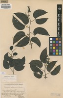 Filed as Guibourtia coleosperma (Benth.) Leonard [family FABACEAE]