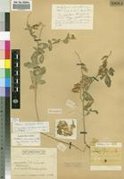 Paratype of Crotalaria barnabassii var. cunenensis [family FABACEAE]