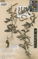 Filed as Eriosema psoraleoides (Lam.) G.Don var. psoraleoides [family FABACEAE]