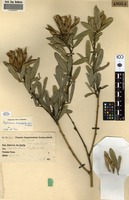 Filed as Tephrosia dasyphylla [family FABACEAE]