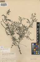 Filed as Indigofera setiflora Baker [family FABACEAE]