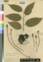 Isotype of Tiliacora gossweileri Exell [family MENISPERMACEAE]