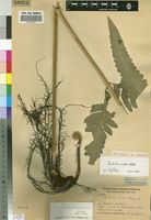 Paratype of Lonchitis crenata Alston [family DENNSTAEDTIACEAE]