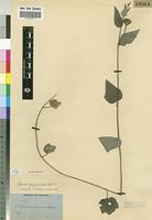 Isotype of Hibiscus fugosioides Hiern [family MALVACEAE]