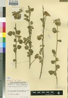 Isotype of Hibiscus rupicola Exell [family MALVACEAE]