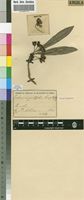 Isotype of Ochna angustifolia Engl. & Gilg [family OCHNACEAE]