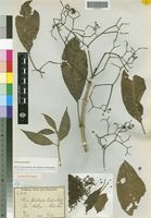Isolectotype of Nuxia floribunda Benth. [family BUDDLEJACEAE]