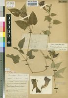 Holotype of Thunbergia torrei Benoist [family ACANTHACEAE]