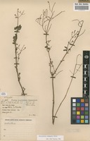 Filed as Aeollanthus rehmannii Gurke [family LAMIACEAE]