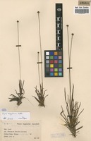 Filed as Xyris angularis N.E.Br. [family XYRIDACEAE]