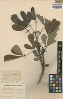 Filed as Vitex caespitosa Exell [family VERBENACEAE]