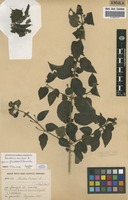 Isotype of Lantana camara L. [family VERBENACEAE]