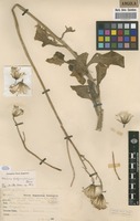 Filed as Kleinia fulgens Hook.f. [family ASTERACEAE]