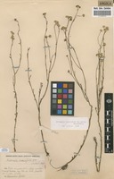 Filed as Nidorella resedifolia DC. ssp. resedifolia [family ASTERACEAE]