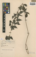 Filed as Pouzolzia parasitica (Forssk.) Schweinf. [family URTICACEAE]