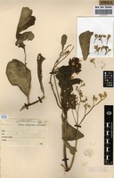 Filed as Talinum portulacifolium (Forssk.) Asch. ex Schweinf. [family PORTULACACEAE]