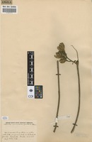 Filed as Sterculia quinqueloba (Garcke) K.Schum. [family STERCULIACEAE]