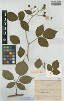 Lectotype of Rubus pyramidalis Kaltenb. subsp. glaucoxylon Sud. [family ROSACEAE]