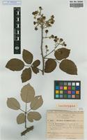 Lectotype of Rubus ulmifolius Schott subsp. dilatatifolius Sud. [family ROSACEAE]