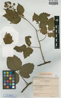 Lectotype of Rubus subsp. hirsutus (Wirtg.) Sud. [family ROSACEAE]