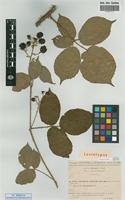 Lectotype of Rubus villicaulis Kohler ex Weihe & Nees [family ROSACEAE]
