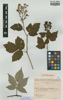 Lectotype of Rubus thyrsoideus Wimm. subsp. phyllostachys P. -J. Mull. [family ROSACEAE]