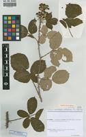 Isolectotype of Rubus adrienii Sud. [family ROSACEAE]