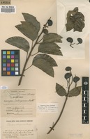 Filed as Guibourtia coleosperma (Benth.) Leonard [family FABACEAE]