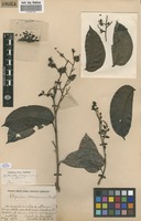 Filed as Guibourtia pellegriniana Leonard [family FABACEAE]