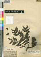 Holotype of Brachystegia welwitschii Taub. [family FABACEAE]